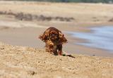 KING CHARLES SPANIEL 019